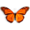 Butterfly On Desktop download